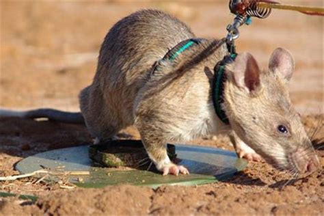 世界最大老鼠是什么 非洲巨鼠（虽然体型大但是很安静）_探秘志