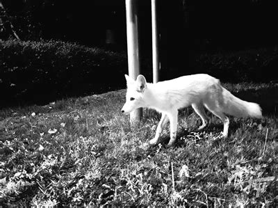都市快报-小区出现一只白狐