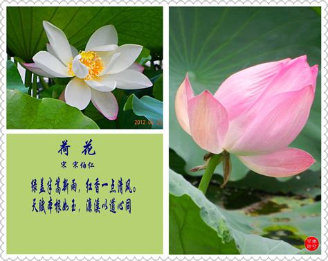 中国风水墨荷花诗歌背景背景图片素材免费下载_熊猫办公