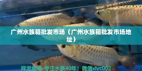 什么是溪流缸 （溪流缸和原生缸区别） - 广州景观设计 - 广州观赏鱼批发市场