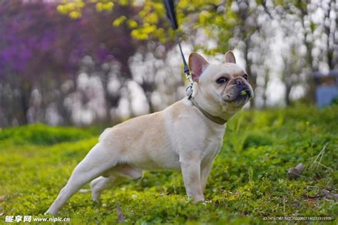 宠物萌宠法国斗牛犬图片