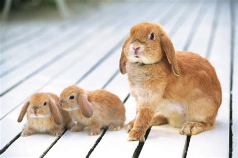兔妈妈带着两只小兔子图片_蛙客网viwik.com