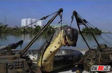 中国北方最大的蛇有多大？ - 知乎