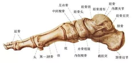 脚踝位置图图片