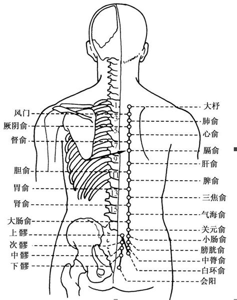 人体后背位置图图片