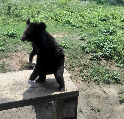 生态云南 | 普洱景东县多地拍到黑熊影像 _www.isenlin.cn
