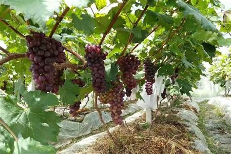 全国葡萄种植面积扩大趋势强，来年怎么种才能脱颖而出？【用数据说话】_栽培