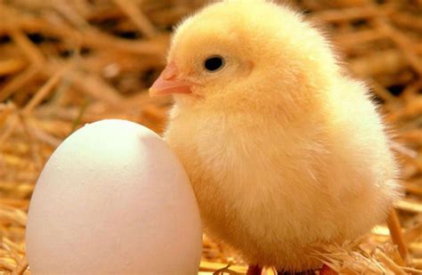 鸡为何每天都会下蛋？鸡蛋被拿后，它不生气吗？ - 社会百态 - 华声新闻 - 华声在线