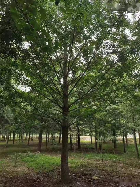 中国特有树种喜树的结果期高清图片下载_红动中国