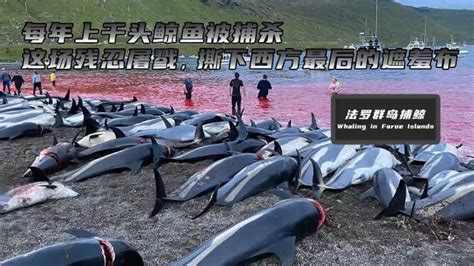 每年上千头鲸鱼被捕杀，这场残忍的屠戮，撕下了西方最后的遮羞布|鲸鱼_新浪新闻