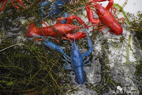 上海金山一水产基地培育出七彩小龙虾，可观赏可食用_虾类专题（龙虾专题）_水产养殖网