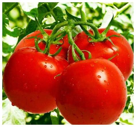 新鲜的西红柿素材-高清图片-摄影照片-寻图免费打包下载