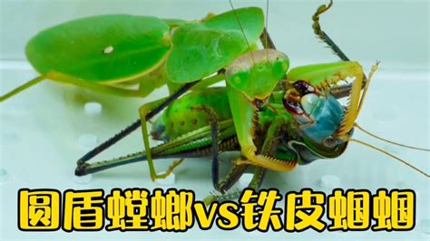 螳螂和一群蚂蚱打架谁能胜出？，看它们的表现就知道了，好厉害！_腾讯视频