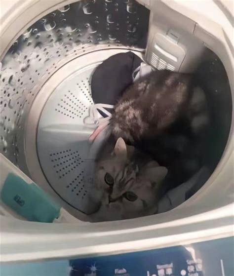 TVB女星姐姐将猫放洗衣机狂转，虐待动物引公愤，法院判决来了_凤凰网