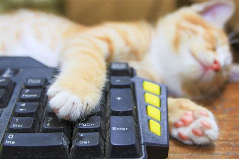 萌萌哒，我就是猫咪，IQUNIX M80猫猫键盘晒图_原创_新浪众测