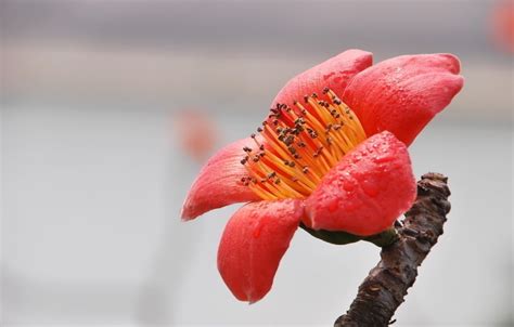 【英雄之花—红棉花（2）摄影图片】本市生态摄影_中山马龙摄影博客_太平洋电脑网摄影部落
