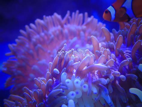 隐藏在海葵中的橙色和白色小丑鱼高清摄影大图-千库网