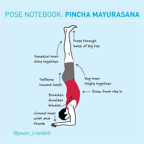 Pincha Mayurasana Pose Yoga - AllYogaPositions.com