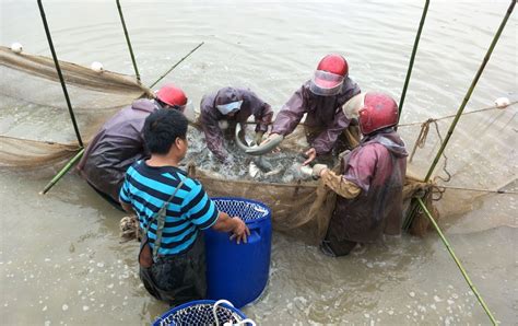 一条“跑道”产万斤鱼，养殖尾水“零排放” | 杭州这个地方，用“跑道养鱼”换来美丽渔场！