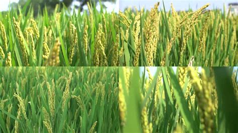 央媒看湖南|巨型稻：产量如何 口感咋样——访中国科学院亚热带农业生态研究所研究员夏新界 - 央媒看湖南 - 湖南在线 - 华声在线