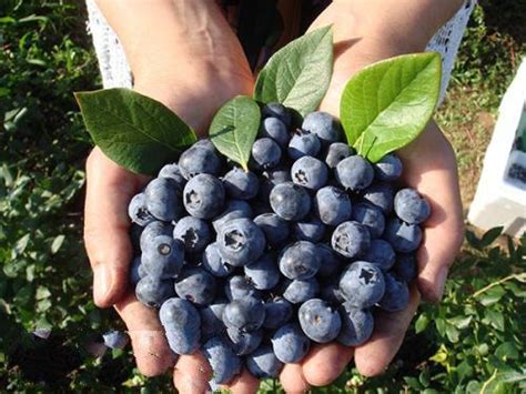 蓝莓栽培要什么条件？长沙蓝莓栽培技术案例分享|高丛|蓝莓|土壤_新浪新闻