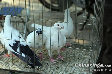 周末逛鸽市：去看北京主流观赏鸽(图)-中国信鸽信息网
