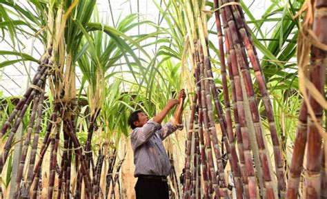 甘蔗种植方法和技术 —【发财农业网】
