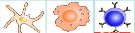 T细胞基于其产生的细胞因子作用分成的五大职能模块及具体功能介绍_生物器材网