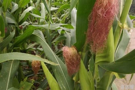 黄淮海地区最稳定的玉米种（适合黄淮海种植的高产玉米新品种） - 达达搜