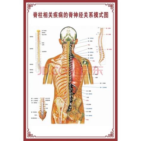 男女背部结构的区别画法，教你正确掌握人体结构的画法_CGWANG王氏教育-站酷ZCOOL