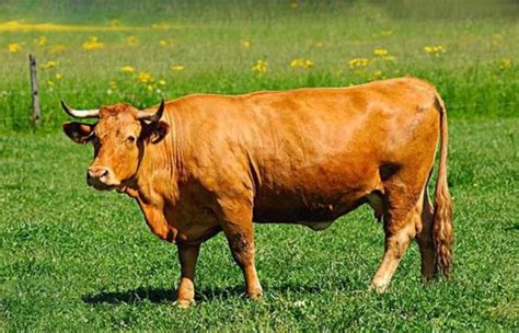 1985年属牛人2023年全年运势详解 85年出生的生肖牛2023年每月运势如何-生肖-三堂网