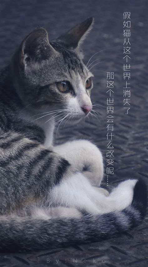 几分钟看完日本催泪电影《假如猫从世界上消失了》_电影_高清1080P在线观看平台_腾讯视频