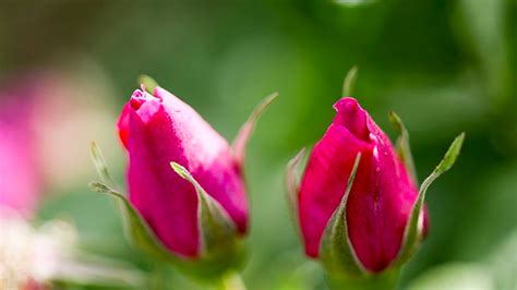 盆栽玫瑰花的养殖方法和注意事项是什么？-百度经验