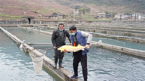 重庆东平水产养殖有限公司，淡水鱼养殖繁育，鱼苗批发