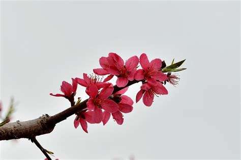 【连平鹰嘴桃花摄影图片】生态摄影_太平洋电脑网摄影部落