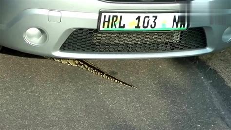蟒蛇居然出现在轿车车头里，有人知道它是怎么爬进去的吗？_腾讯视频