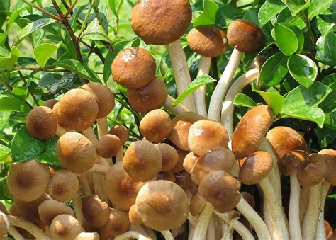 菌菇，食物中的优等生 - 知乎