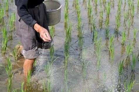 氮肥对植物的作用有哪些？ - 惠农网