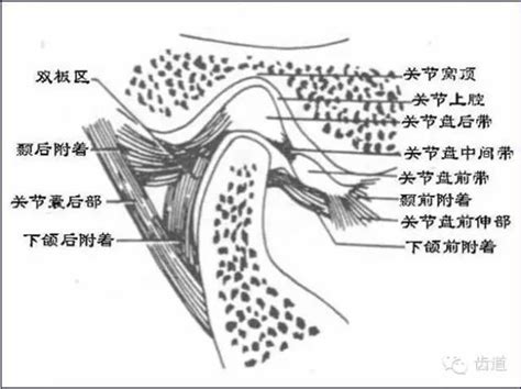 髁突位置图片