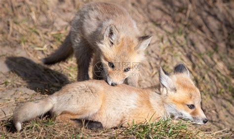 野外的红狐狸高清图片下载-正版图片504203672-摄图网