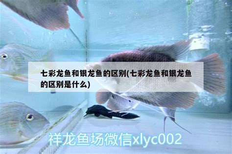 七彩银龙,鱼类,动物摄影,摄影,汇图网www.huitu.com