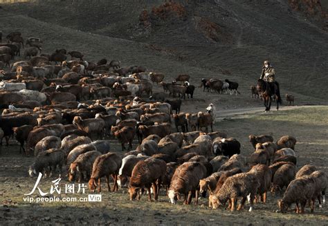 新疆北塔山牧场：秋季牧场畜群膘肥体壮--读图--首页