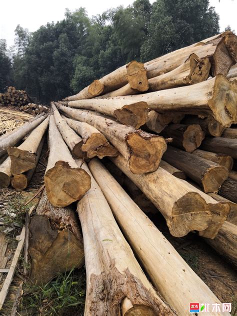 大量收购香杉木 要干料 - 木材圈