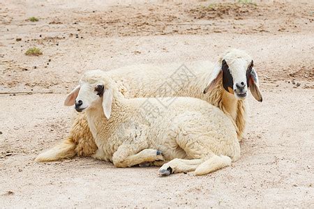 羊群躺下毛皮家畜草地宝贝农场少年羊肉农业场地婴儿高清图片下载-正版图片322170713-摄图网