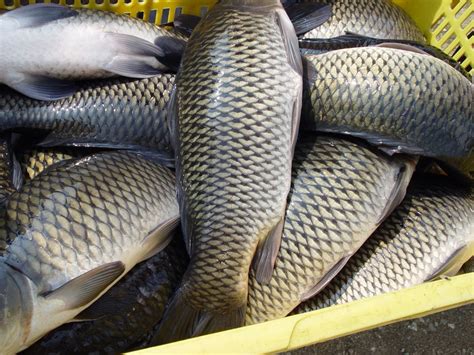 黑鱼行情继续反弹 价格上涨销量增加 五月份鱼价有望坚挺 - 海洋财富网