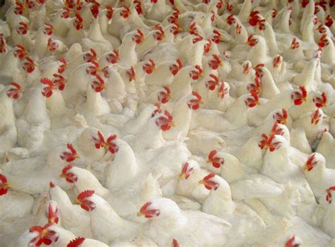 淘汰出的蛋鸡应多喂高热量饲料，如玉米、糠麸_百家天气预报网