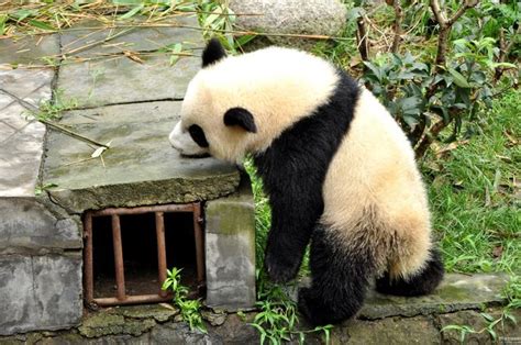 大熊猫的窝,大熊猫怎么筑巢,大熊猫为什么吃窝窝头(第3页)_大山谷图库
