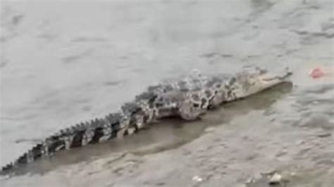 上海黄浦江畔出现的或为放生暹罗鳄，正在捕捉中_围观_澎湃新闻-The Paper