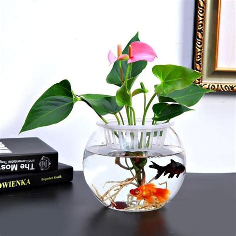 玻璃缸放土养花可以吗,睡莲放鱼缸里,玻璃瓶水养花图片_大山谷图库