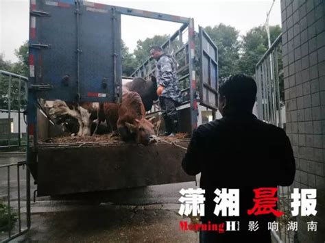 活牛无有效手续直接流向屠宰场，长沙县一肉牛交易市场开业两天被叫停！